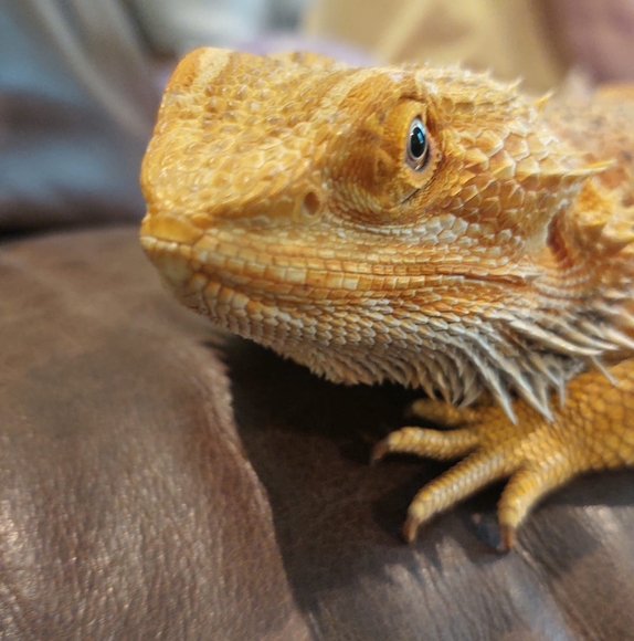 Meet your Posher, Bobby - Picture 1 of 1